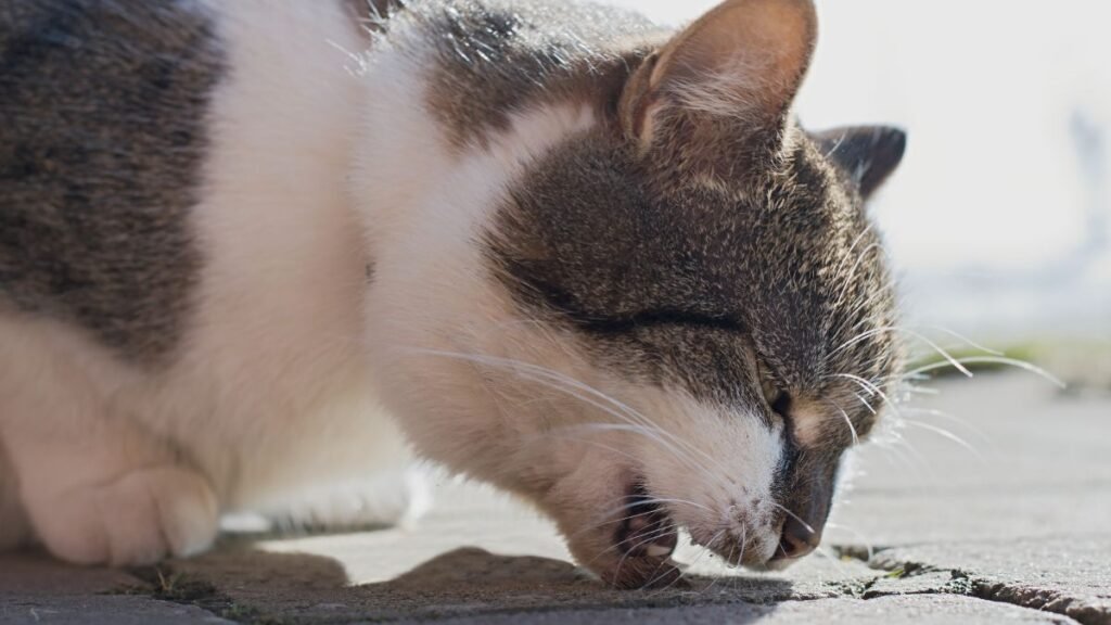 A cat lying with its head lowered near the ground, looking unwell before vomiting