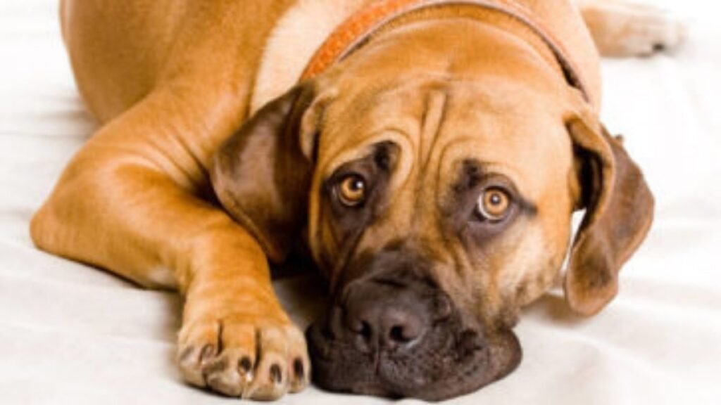 Dog diarrhea guide
