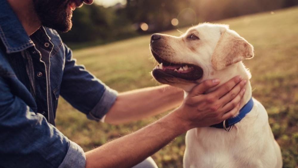 A man crouches outdoors to gently check on a calm, attentive Labrador