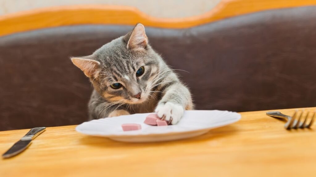 Foods your cat should never eat