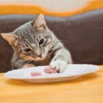 Foods Your Cat Should Never Eat