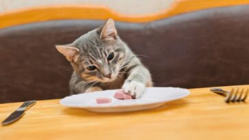 Foods Your Cat Should Never Eat