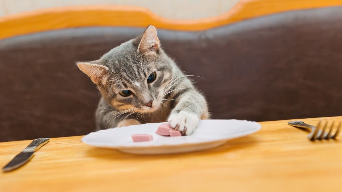 Pet food safety