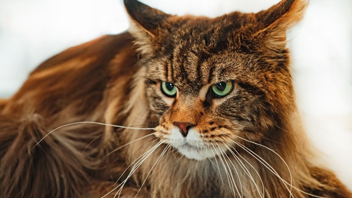 Cat care and breed guides