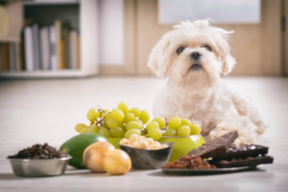 doog food Raisins Grapes