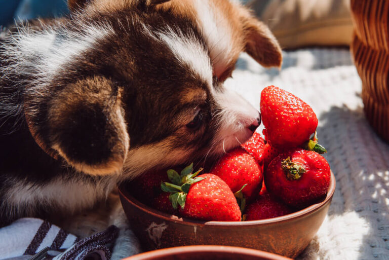 Can Dogs Eat Strawberries?