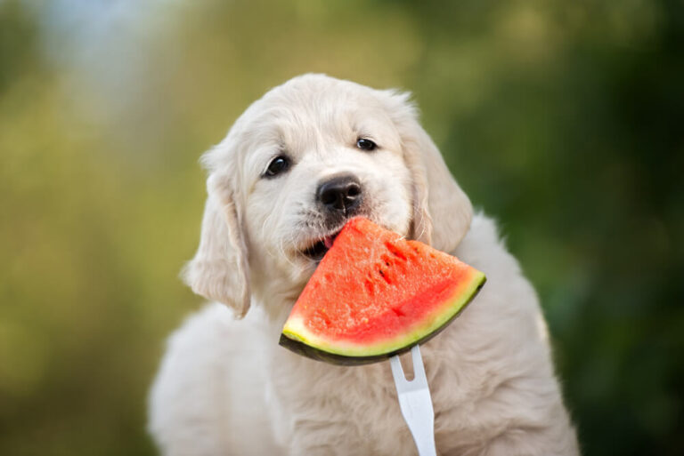 Can Dogs Eat Watermelon?