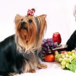 Fruits and Vegetables Dogs Can or Can’t Eat
