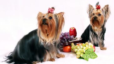 Fruits and Vegetables Dogs Can or Can’t Eat