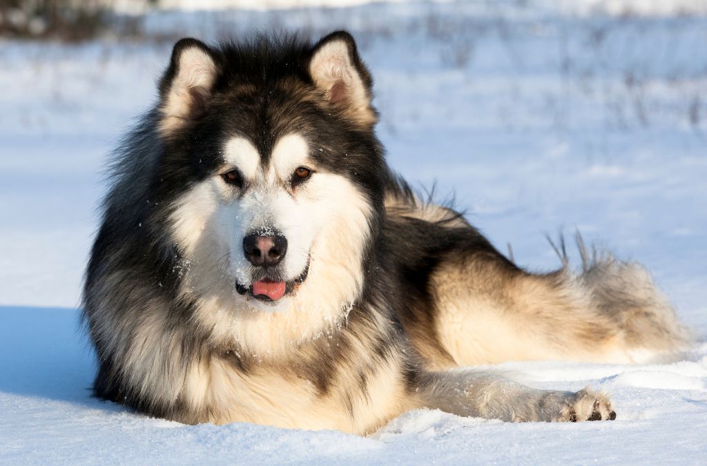 Alaskan Malamute Dog