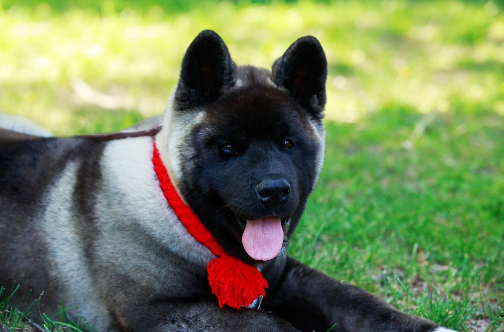 American Akita Dog