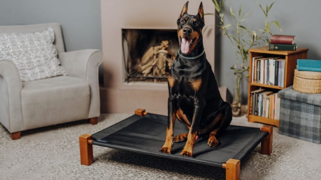 Dog breeds and everyday care