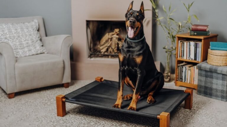 Biggest Dogs in the World