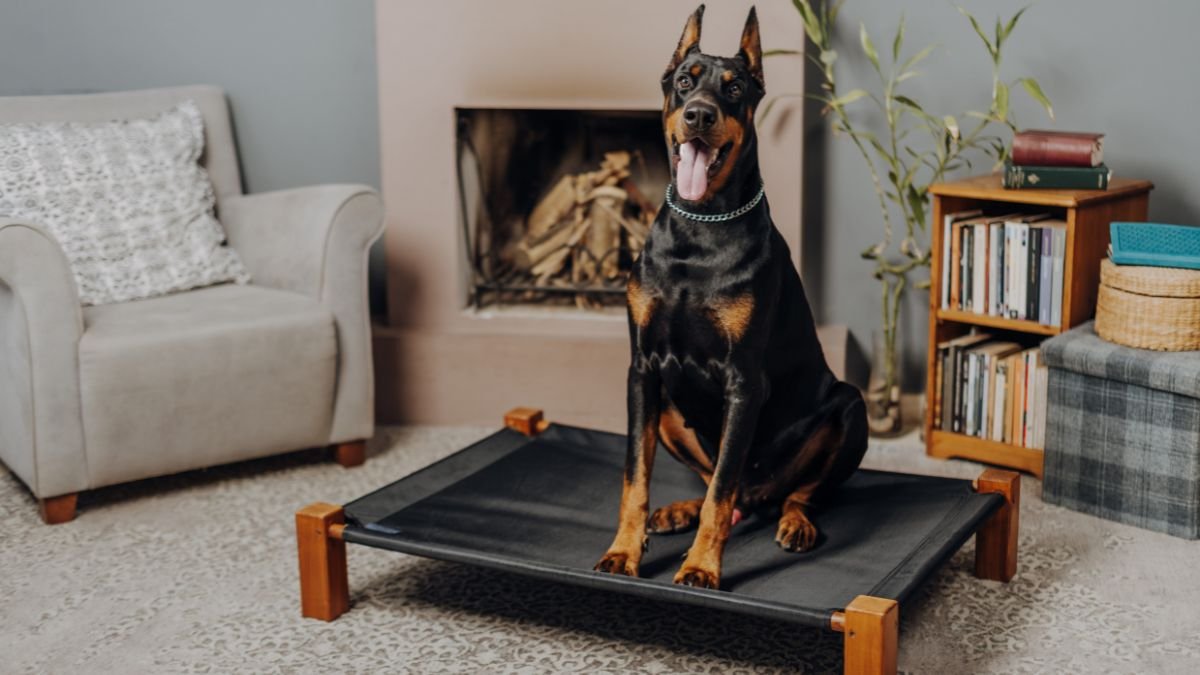 Dog care and breed guides