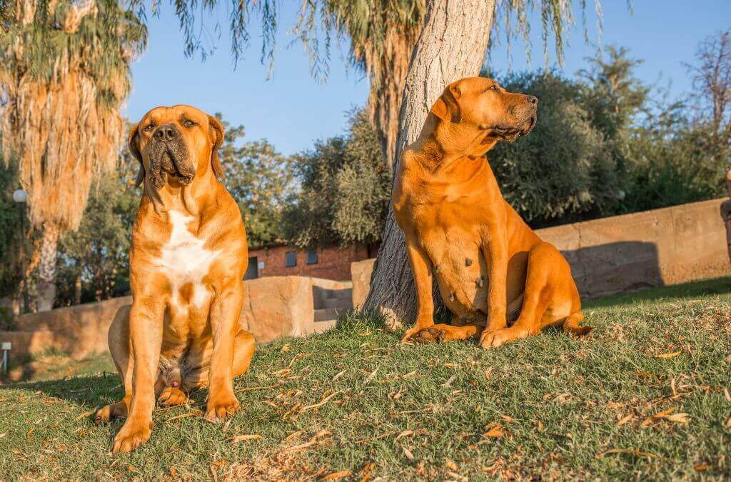 Boerboel Dog