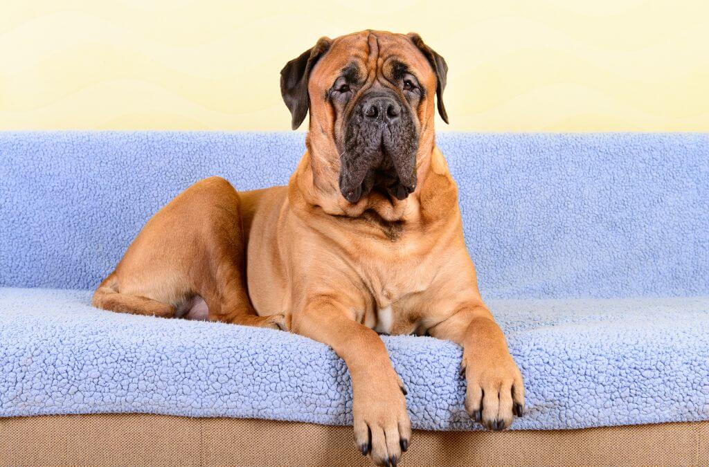 Bullmastiff Dog