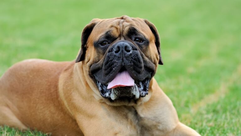 English Mastiff dog