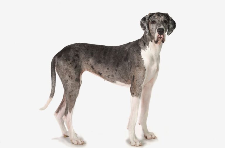 Great Dane