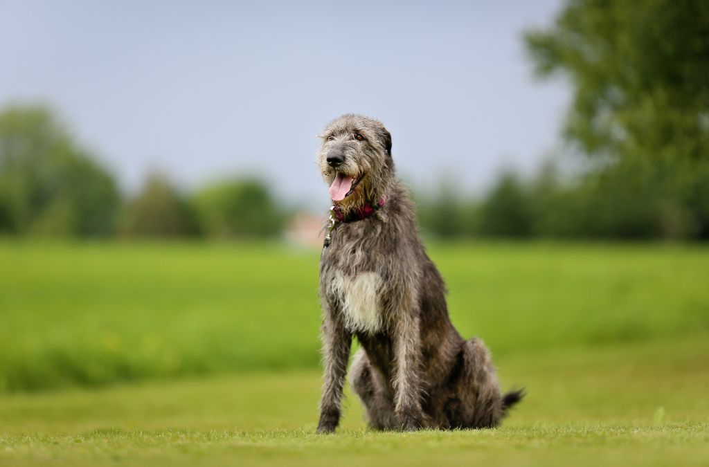 Irish Wolfhound Dog