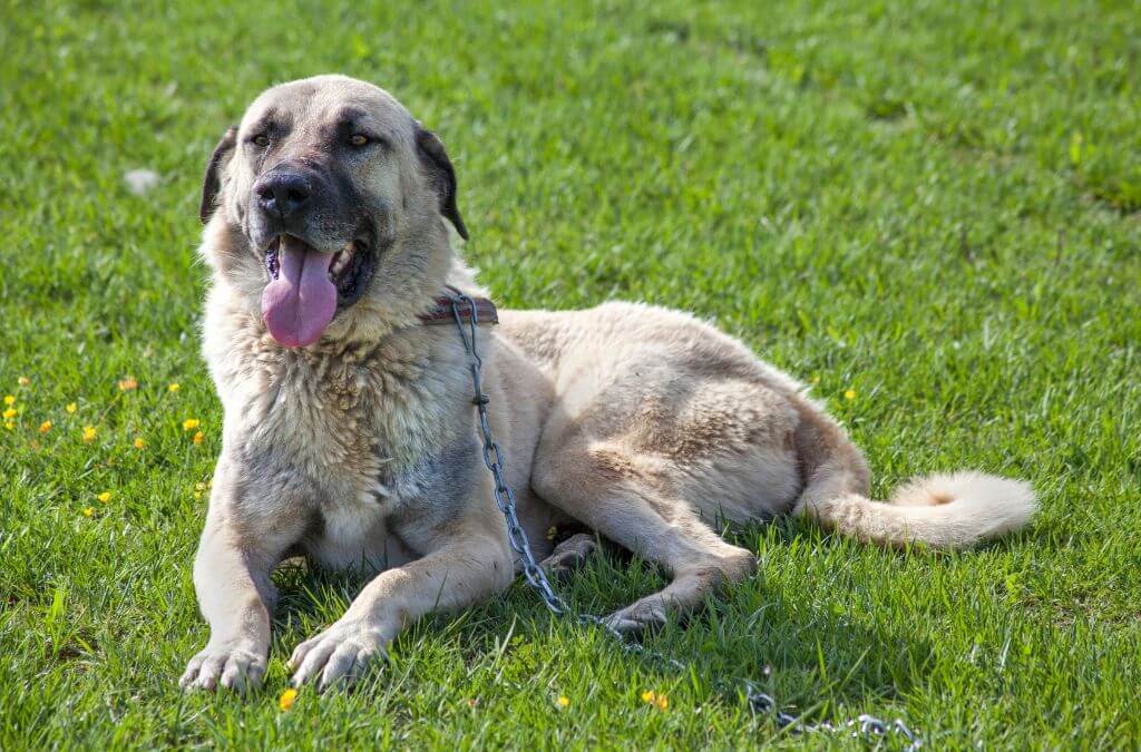 Kangal Dog