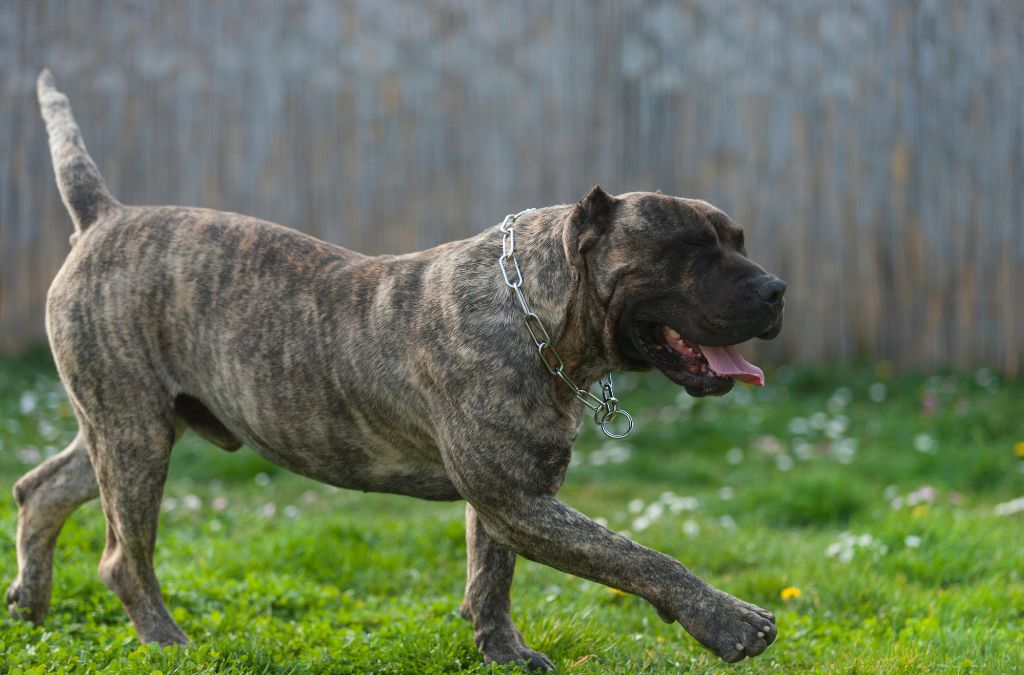 Presa Canario Dog