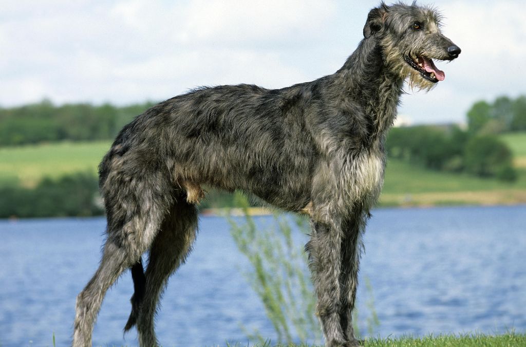 Scottish Deerhound