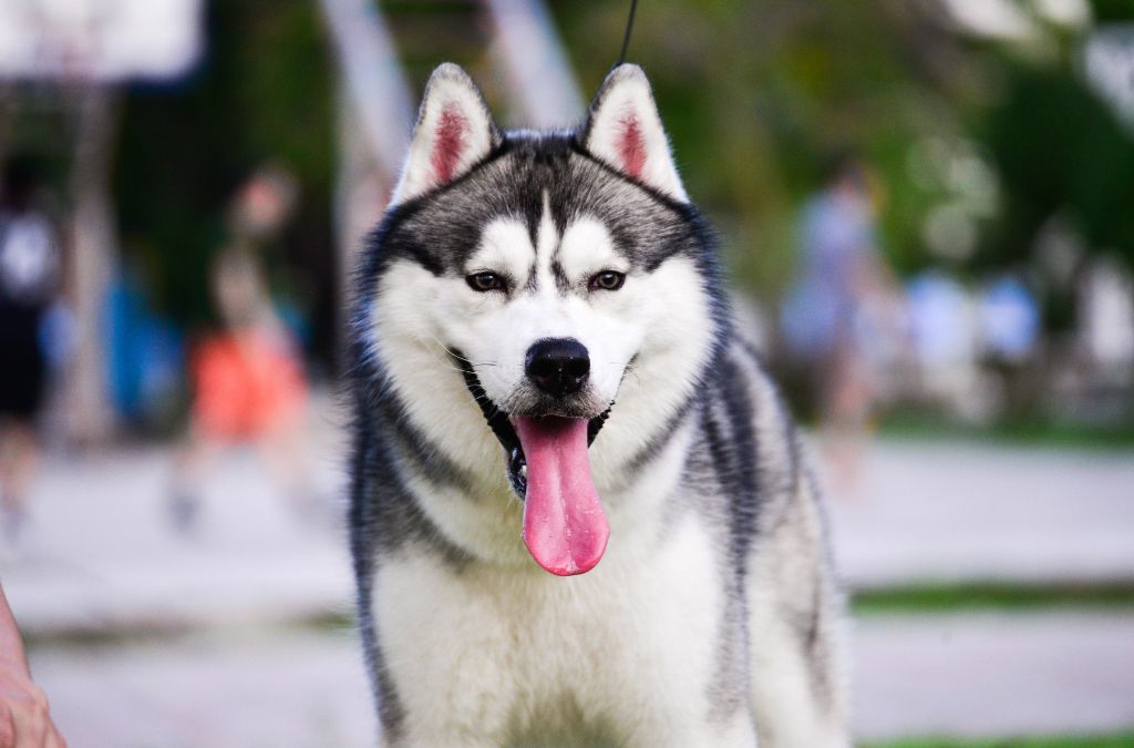 Siberian Husky Dog