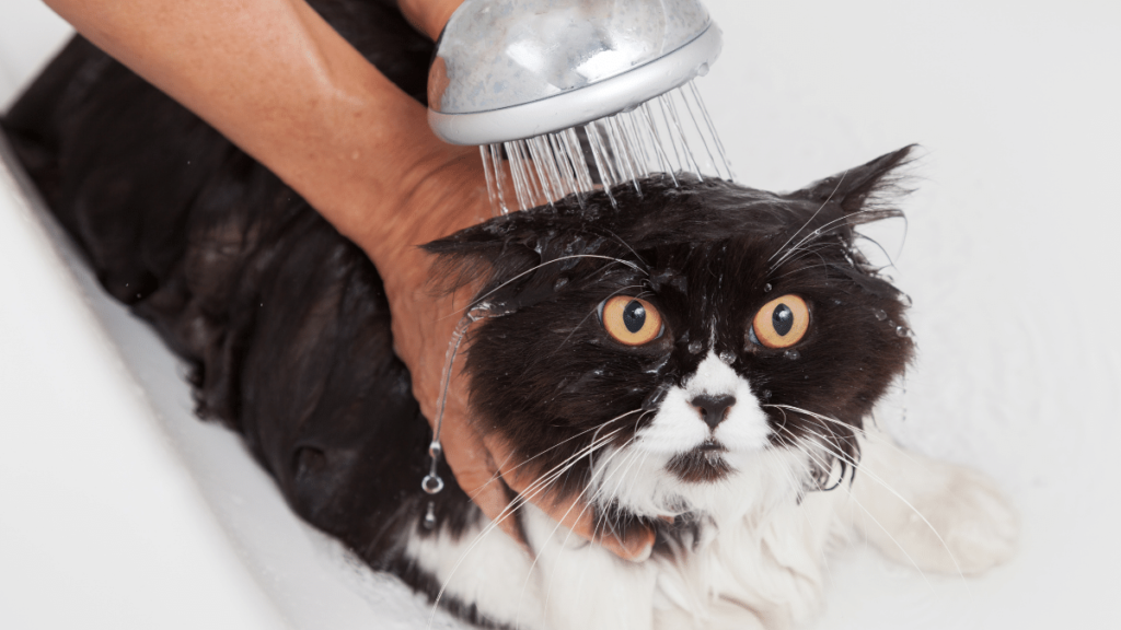 Why do cats hate water