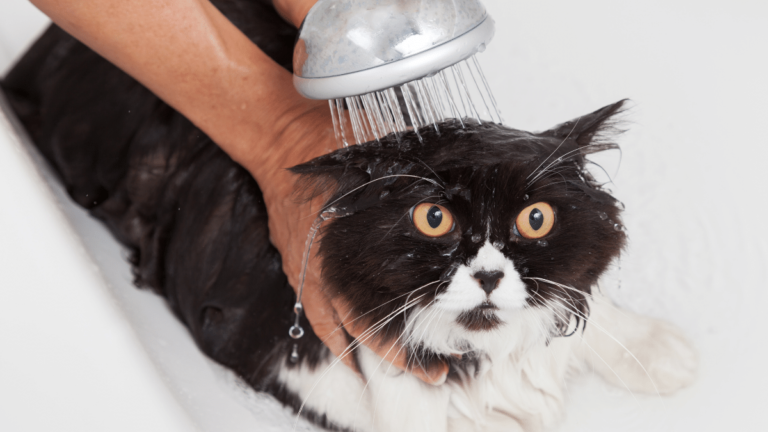Why Do Cats Hate Water