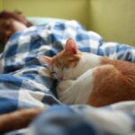 Why Do Cats Sleep On You?