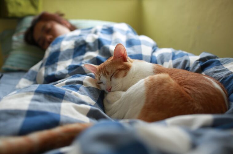 Why Do Cats Sleep On You?