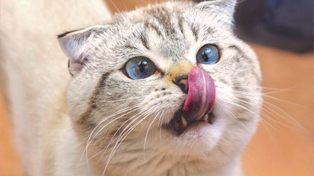 Why Does My Cat Lick Me?
