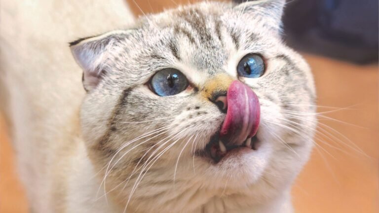 Why Does My Cat Lick Me?