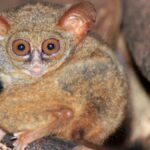 Animals With Big Eyes