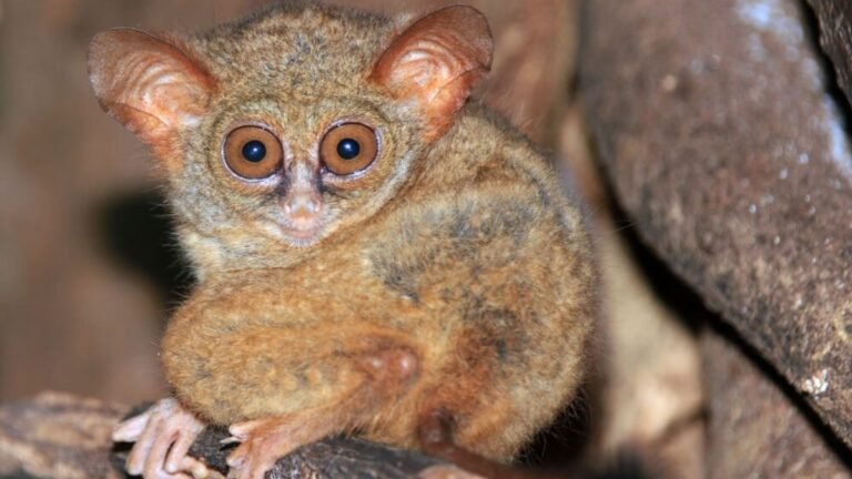 Animals With Big Eyes