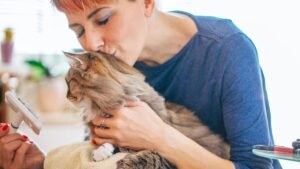 Cat grooming guide