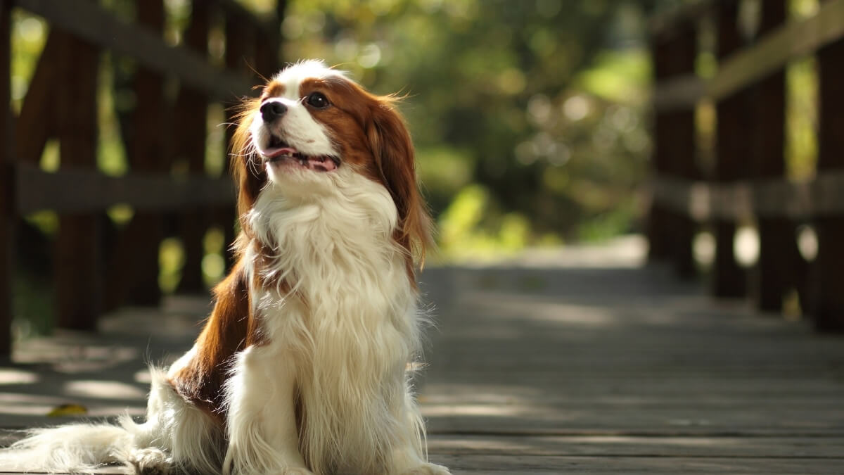 Cavalier King Charles Spaniel