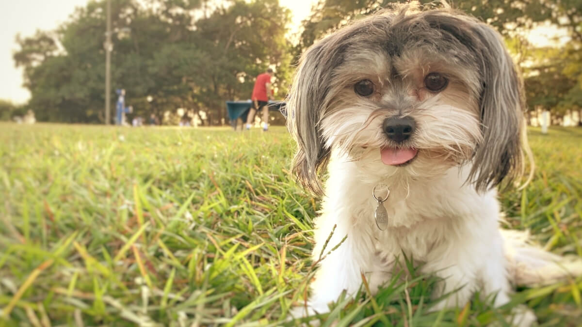 Havanese dog