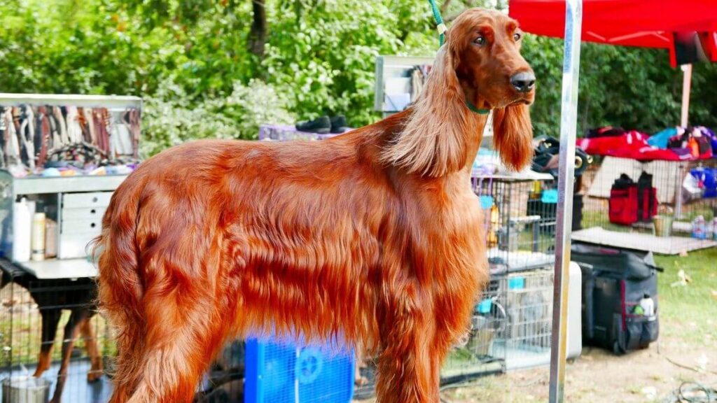 Irish Setter dog