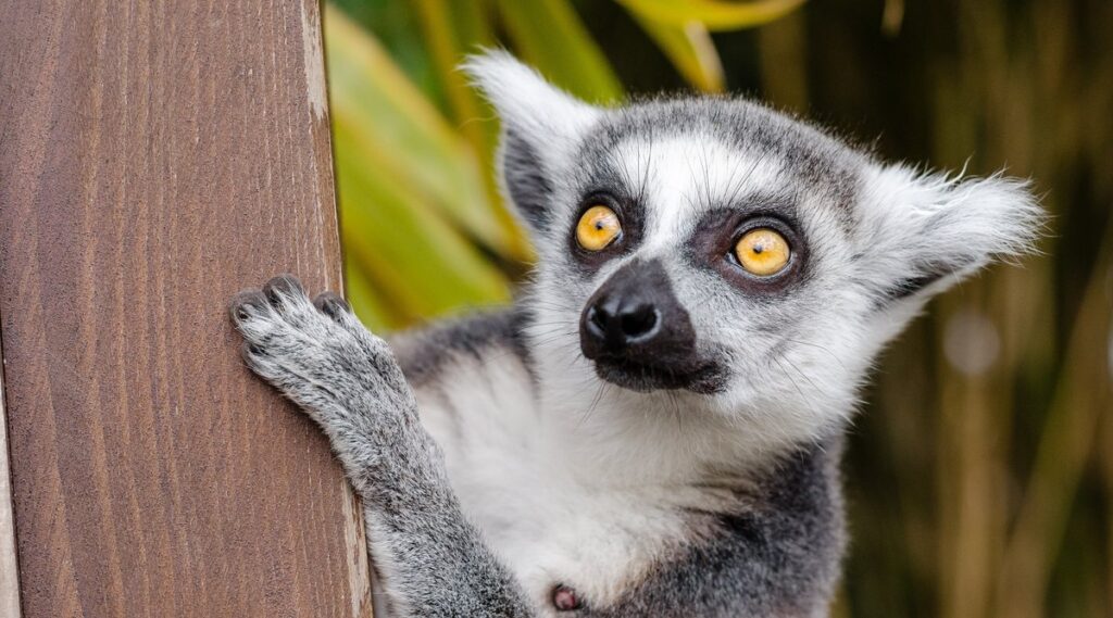 Lemurs