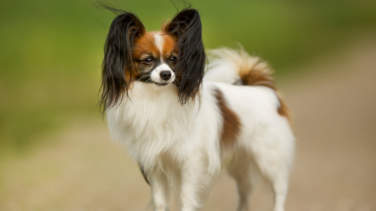 Papillon dog