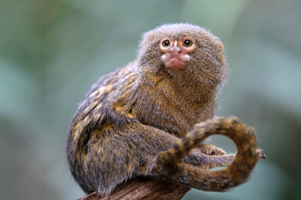 Pygmy Marmoset Monkeys
