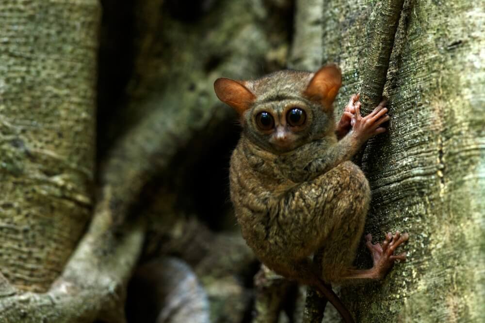  Tarsiers