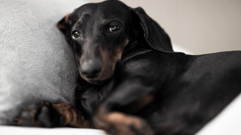 Zyrtec For Dogs