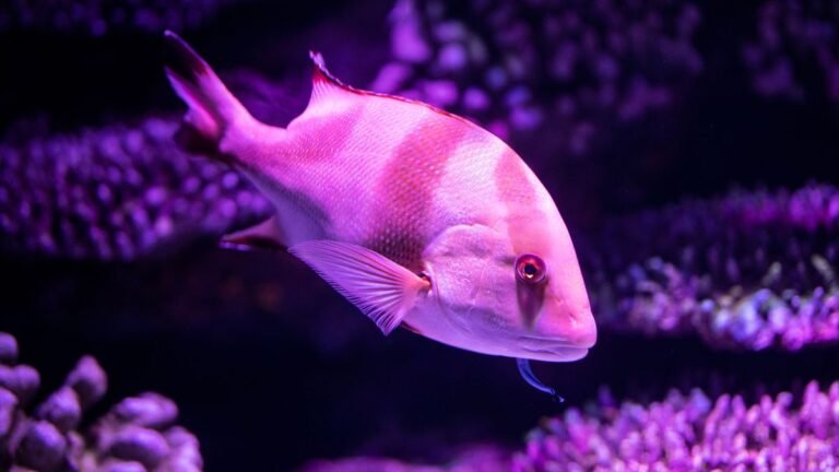 Do Fish Sleep