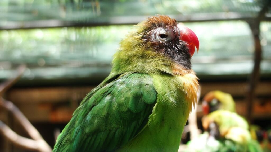 How Do Birds Sleep