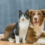 Why Dogs Are Better Than Cats