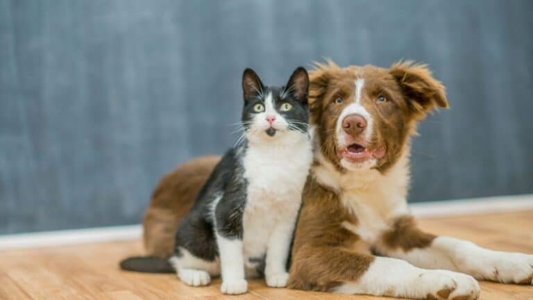 Why Dogs Are Better Than Cats