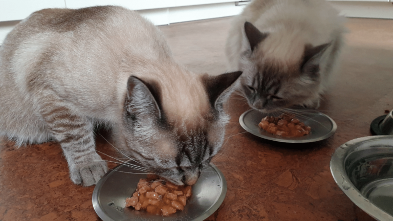 Can Cats Eat Beans