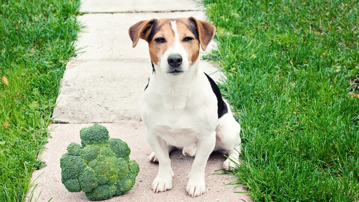 dogs and broccoli